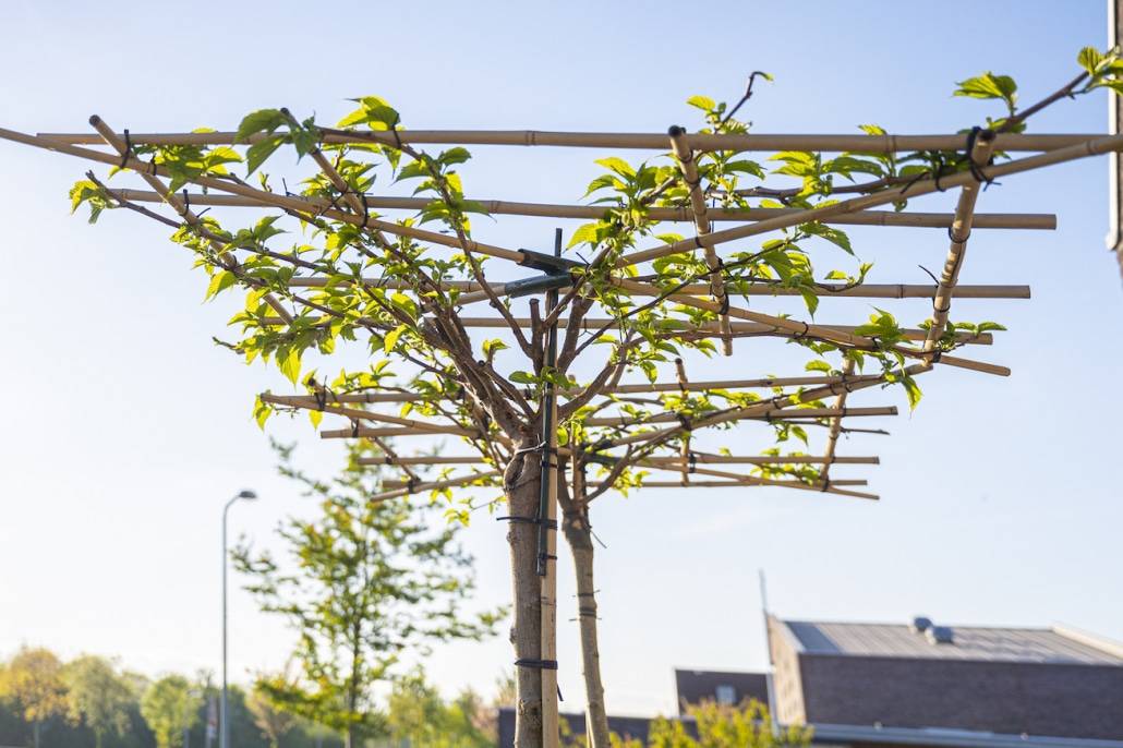 Tuinaanleg project aan de Dwingersveld in Zeewolde door Hoveniersbedrijf Snijers Tuinen