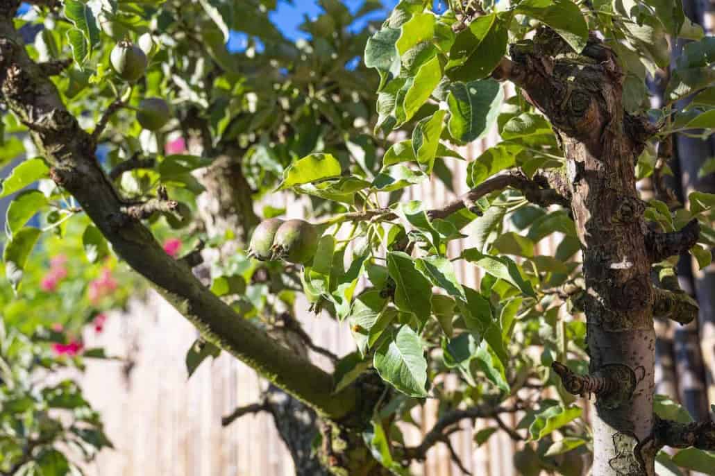 Tuinrenovatie project aan de Moesson in Zeewolde door Hoveniersbedrijf Snijers Tuinen