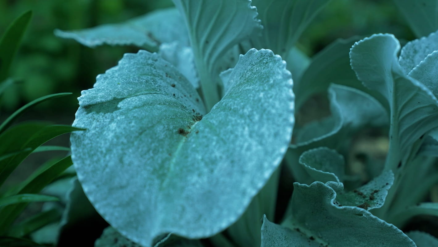 Close-up van een grote, gezonde plant met zilvergrijze bladeren, onderdeel van het beplantingsonderhoud project in Soest door Snijers Tuinen.